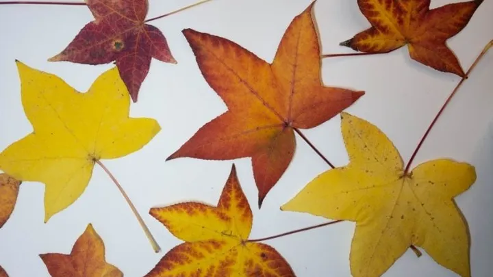 DIY: zo kun je mooie herfstbladeren het beste drogen
