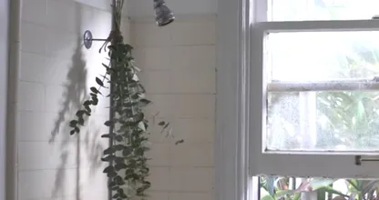 Dit gebeurt er met je lichaam als je verse eucalyptus aan de douchekop hangt