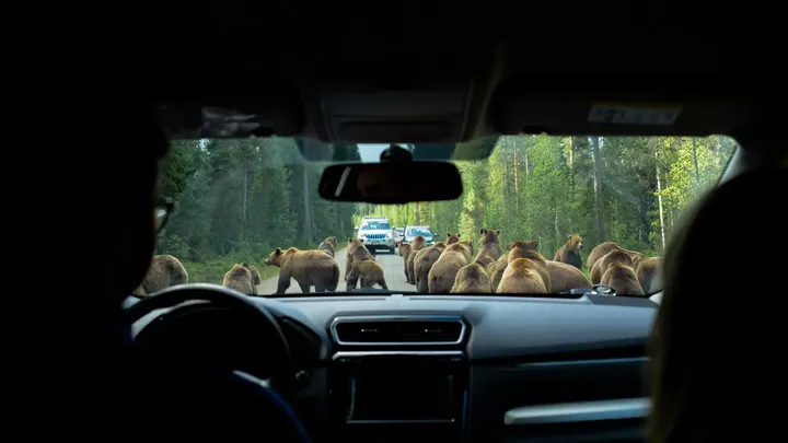 Bears Block Yellowstone Road – The Reason Why Leaves Drivers Frozen