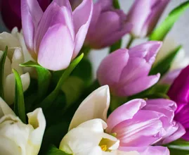 Uit onderzoek gebleken: deze bloemen werken goed voor je humeur