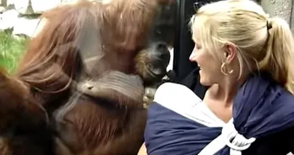 Deze moeder laat haar baby aan een orang-oetan zien achter het glas en wat er dan gebeurt... Dit MOET je zien!