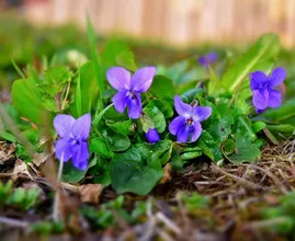 Afgelopen weekend lekker getuinierd? Pak dan deze week je tuinplanten in