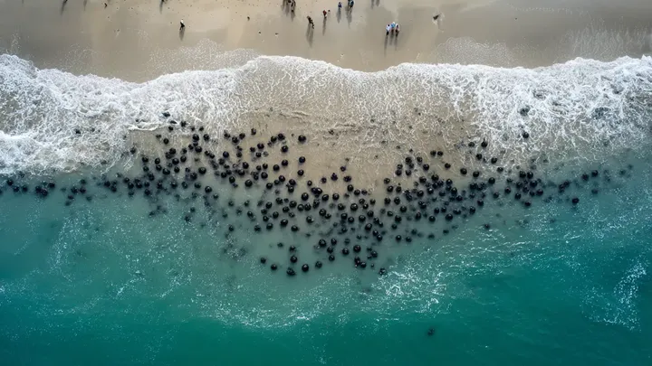 Thousands Mysterious Eggs Wash Ashore – The Truth is Stranger Than You Think