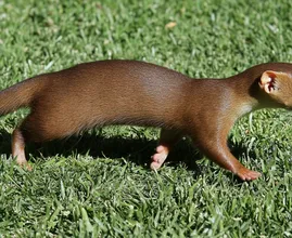 Goodbye Weasels: Keep Your Garden Safe with This Clever Trick to Deter Weasels for Good