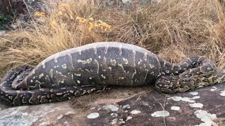 ¡Estos trabajadores encontraron una serpiente gigante - no creerás lo que encontraron dentro!