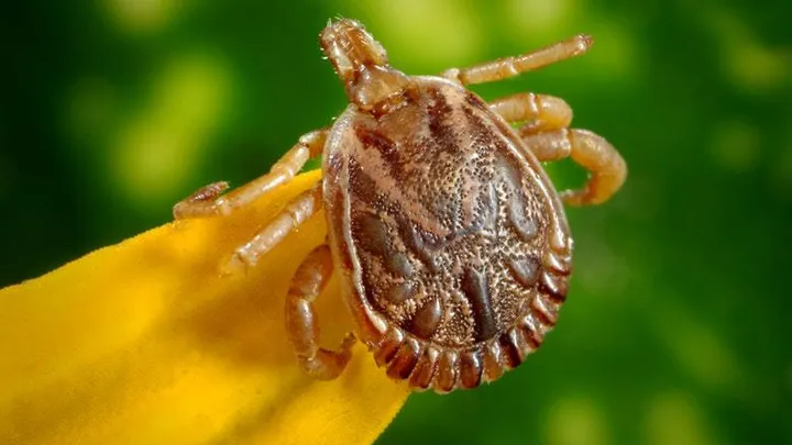 Getting rid of ticks is easy! For example, you could try mowing your grass