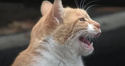 Deze dakloze kat neemt alleen eten uit een zakje aan en de reden is ontroerend 