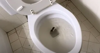 Un homme trouve un "serpent" dans ses toilettes - Quand l'expert le voit, il chuchote : "Ce n'est pas un serpent..."