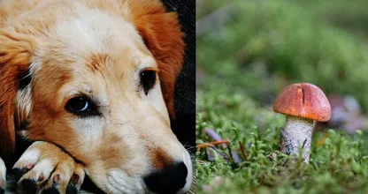 Opgelet: deze wilde paddenstoelen kunnen fataal zijn voor je hond