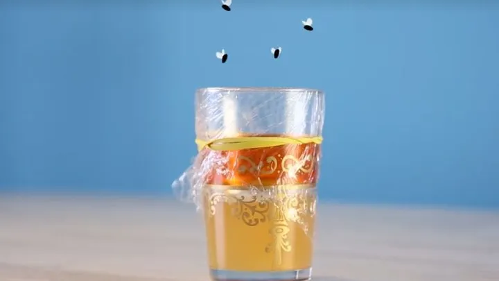 Das sind die 5 effektivsten Fallen gegen Fruchtfliegen