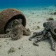 Scientists Place This Robot Octopus Beside A Coconut Octopus — Then Something Bizarre Happened...