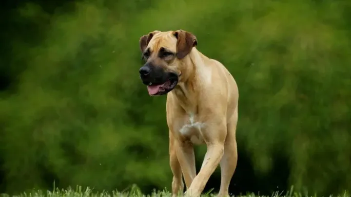15 raças de cães que não podem ser mantidas como animais de estimação