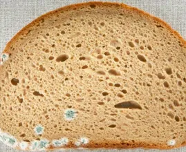 This is why you should never pick mould off your bread!