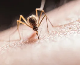 6 tekenen die erop kunnen wijzen dat je allergisch bent voor muggenbeten