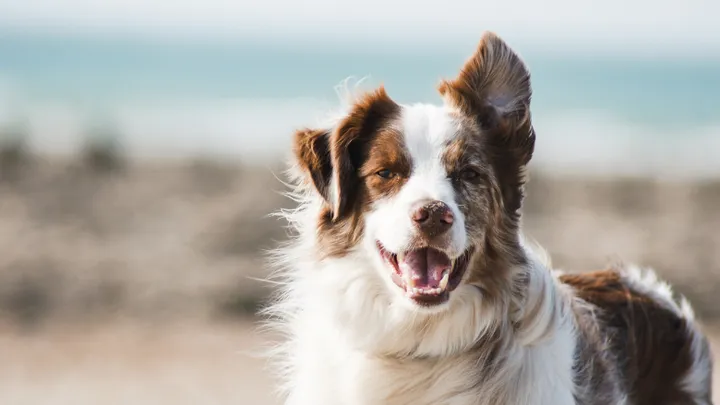 Une chienne retrouve une famille de sans-abri