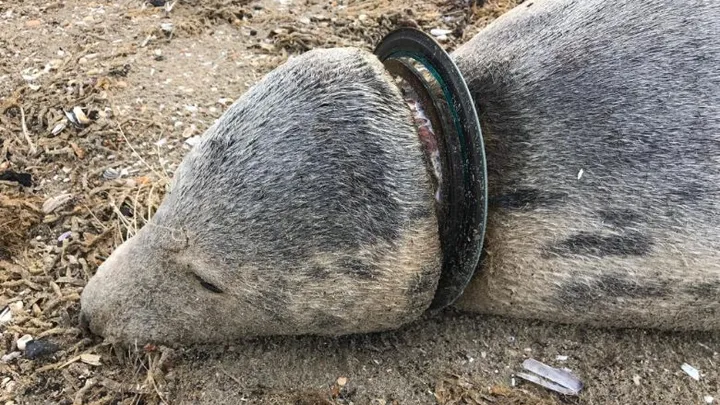 Dode zeehonden spoelen aan op strand door verstikking in plastic