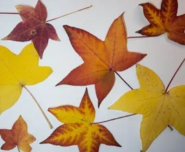DIY: zo kun je mooie herfstbladeren het beste drogen