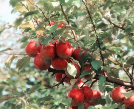 Fruit uit eigen tuin: zo verzorg je fruitbomen