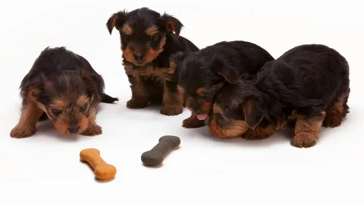 7 Words That Dogs Can Understand (And 4 That No Dog Can)