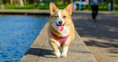 Zo maak je een wandeling nóg leuker voor je hond