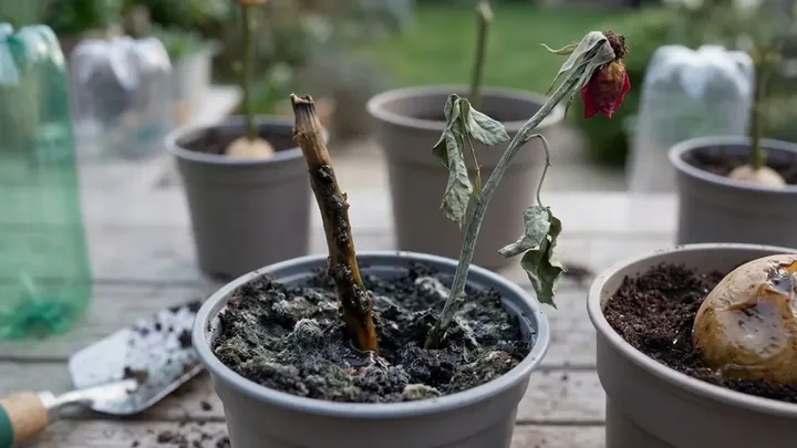 She Stuck A Rose Stalk Into A Potato And The Results Surprised Us - Here's Why She Did It And How It Can Help You