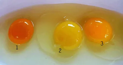 Esto es lo que dice el color de la yema de huevo sobre la salud del pollo 