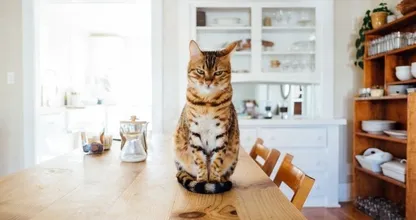 Geweldig: Xenos verkoopt hangstoel voor katten