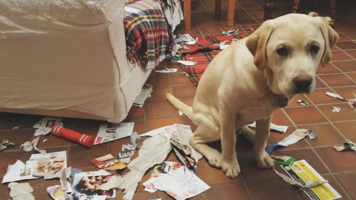 Kijk jouw hond ook wel eens heel schuldbewust? DIT is wat hij dan echt voelt!