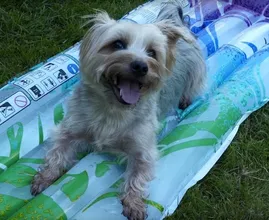 Wie du an heißen Tagen dafür sorgst, dass dein Vierbeiner nicht überhitzt (Hund und Katze)