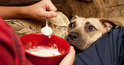 Wusstest du, dass du diese zwei Lebensmittel NIEMALS deinem Hund geben solltest? Es ist giftig und kann sogar tödlich sein!