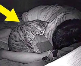 Cat Stares At Owner All Night - Owner Calls The Authorities When He Finds Out Why
