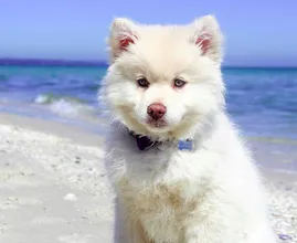 De Lidl heeft hét product in de schappen om je hond koel te houden deze zomer