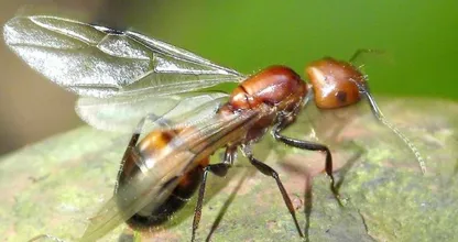 Are flying ants swarming around your house? This is how to get rid of them