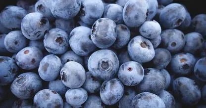 Voici 4 raisons pour lesquelles vous devriez manger des myrtilles tous les jours !