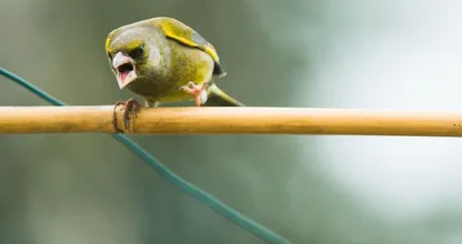 Een boze vogel in de buurt? Zo voorkom je dat je wordt aangevallen