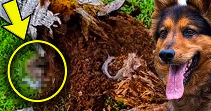 引退した警察犬が飼い主と一緒にとんでもない発見をしてしまう！
