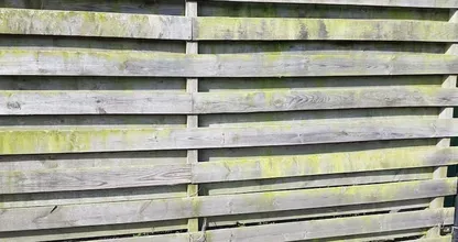 Ugly green algae on your wooden fence will be gone in no time if you use this old-fashioned product!
