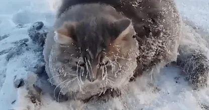 VIDEO: arm beestje! Vastgevroren poes wordt op het nippertje bevrijd door deze dierenvrienden!