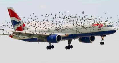 Pilot Bursts Into Tears After Realizing Why Birds Wouldn't Leave The Plane Alone