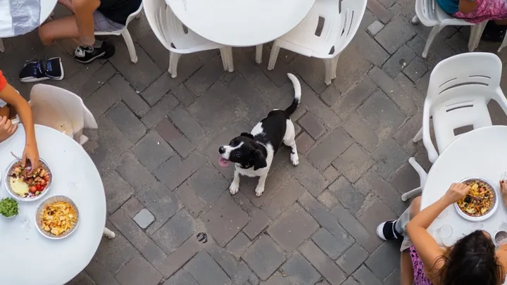 Cão de rua deixa cair uma folha na loja todas as manhãs - um dia, o dono da loja o segue