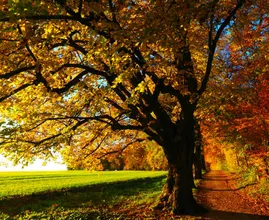 Deze week een recordwarmte: de lente komt even terug