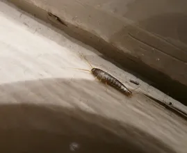 Do you have silverfish in your home? THIS is how to easily get rid of them!