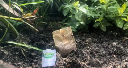 Ze legt een gebruikt theezakje in haar tuin en kijk wat er allemaal gebeurt!
