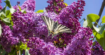 Zo houd je de vlinderstruik in je tuin in leven