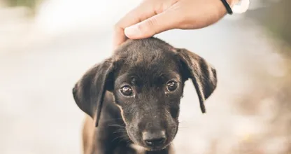 4 onverwachtse dingen waar je hond een hekel aan heeft