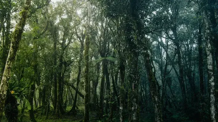 His Dog Unexpectedly Ran Into The Forest - When He Finally Found It, His Blood Ran Cold!