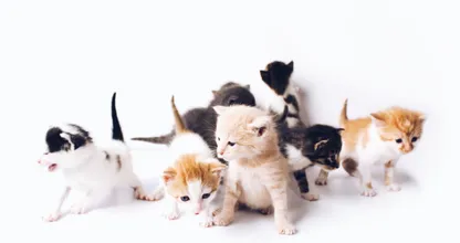 Disabled cat fosters kittens at shelter in Kentucky
