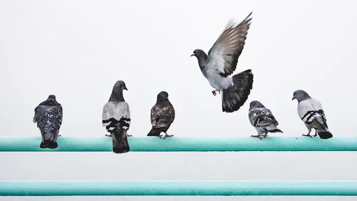 Entérate: así es como liberas tu hogar de las palomas