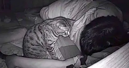His Cat Could Not Stop Staring At Him At Night - After Installing The Camera, He Founds out Why