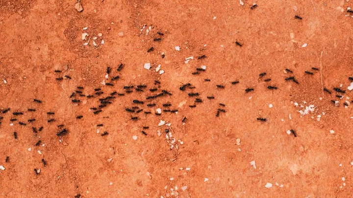 Na eikenprocessierups alweer een nieuwe insectenplaag op komst